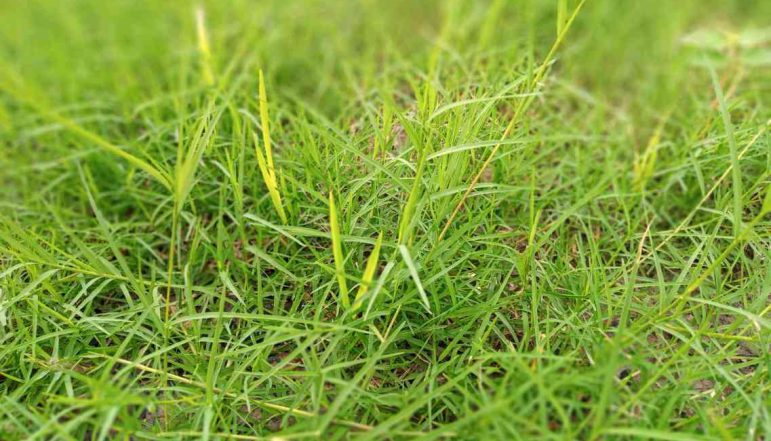 Bermuda-Grass-Powder_diexports Bermuda-Grass-Powder_diexports