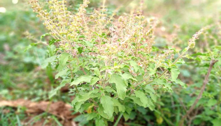 Holy-Basil-Leaf-Powder_diexports Holy-Basil-Leaf-Powder_diexports