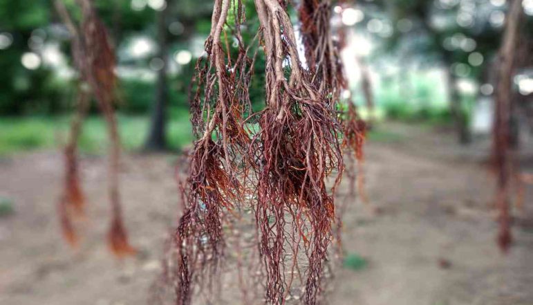 Banyan-Tree-Bark-Powder_diexports Banyan-Tree-Bark-Powder_diexports