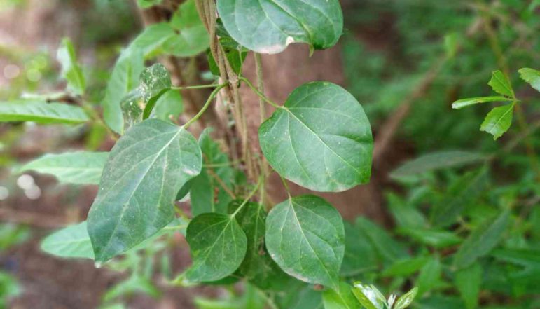 Cowplant-Powder_diexports Cowplant-Powder_diexports