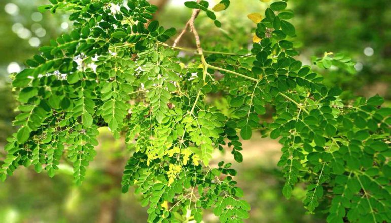 Drumstick-Leaf-Powder_diexports Drumstick-Leaf-Powder_diexports