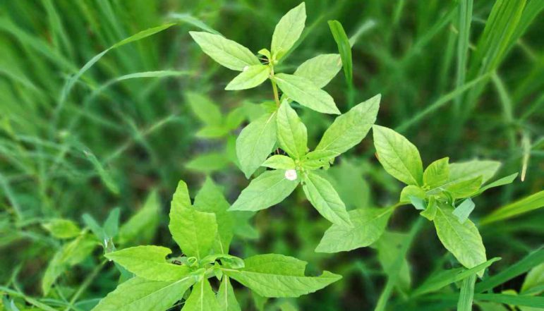 False-daisy-Powder_diexports False-daisy-Powder_diexports