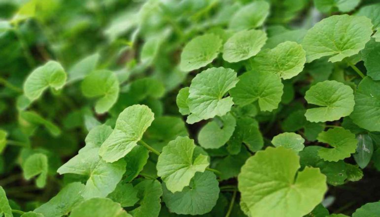 Gotu-kola-leaves-powder_diexports Gotu-kola-leaves-powder_diexports