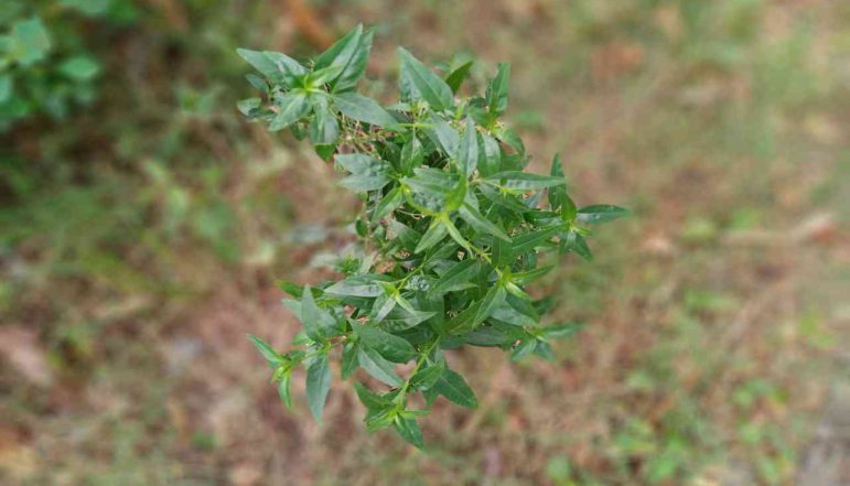 Green-chiretta-Powder_diexports Green-chiretta-Powder_diexports