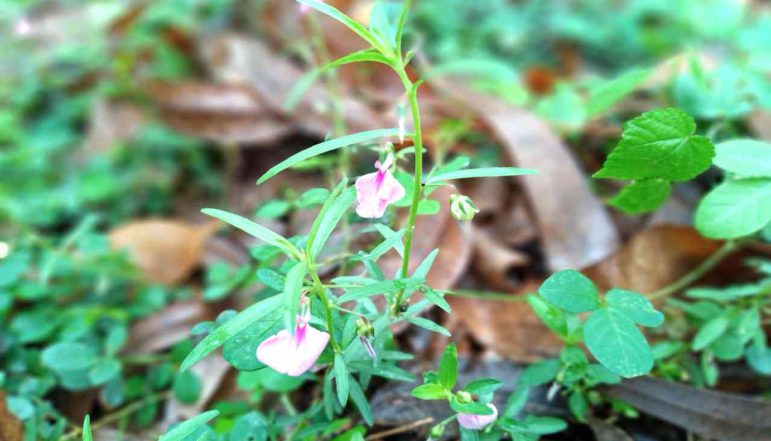 Greenviolet-Spade-Flower-Powder_diexports Greenviolet-Spade-Flower-Powder_diexports