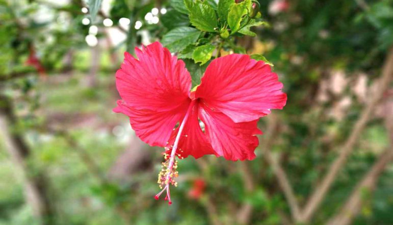 Hibiscus-Flower-Powder_diexports Hibiscus-Flower-Powder_diexports