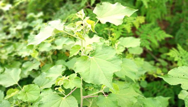 Indian-Mallow-Powder_diexports Indian-Mallow-Powder_diexports