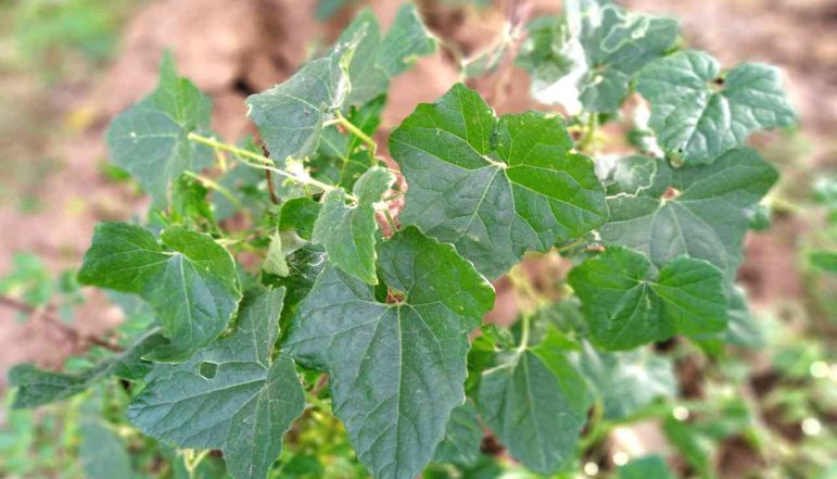 Madras-Pae-Pumpkin-Powder_diexports Madras-Pae-Pumpkin-Powder_diexports