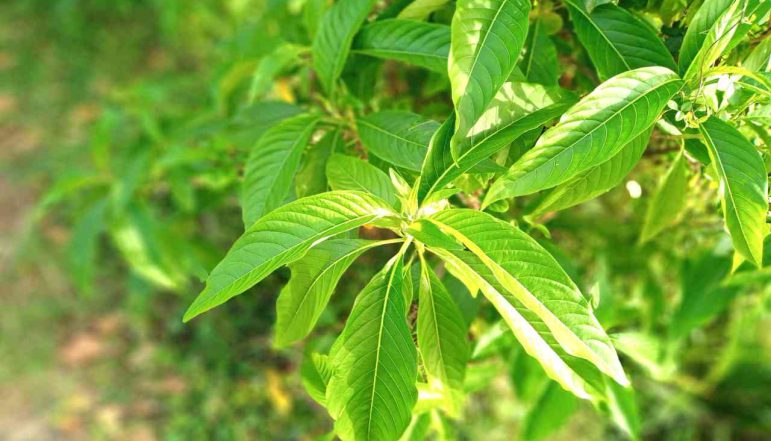Malabar-Nut-Powder_diexports Malabar-Nut-Powder_diexports