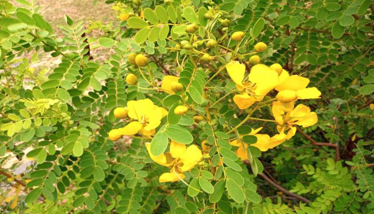 Matura-Tea-Tree-Powder_diexports Matura-Tea-Tree-Powder_diexports