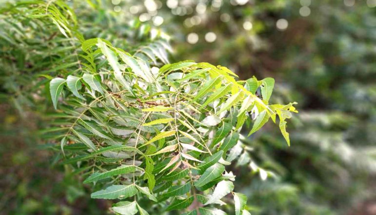 Neem-Leaves-powder_diexports Neem-Leaves-powder_diexports