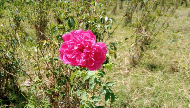 Rose-Petals-Powder_diexports Rose-Petals-Powder_diexports