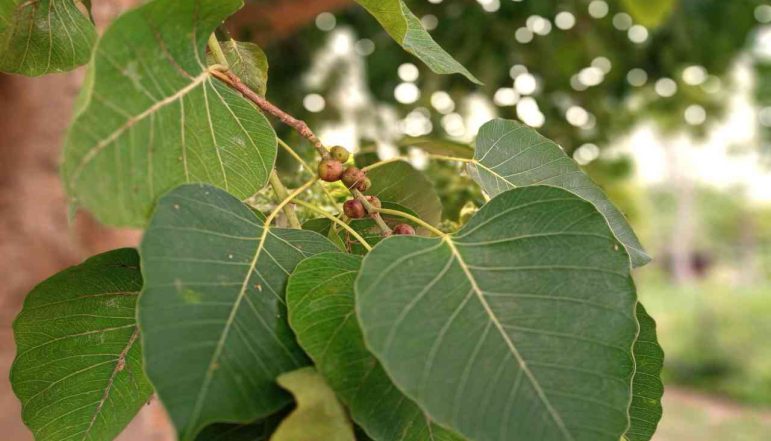 Seed-Powder_diexports Seed-Powder_diexports