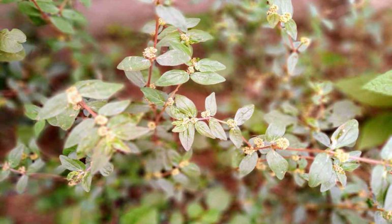 Snake-Weed-Powder_diexports-1 Snake-Weed-Powder_diexports-1