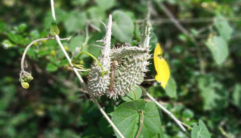 Trellis-Vine-Powder_diexports Trellis-Vine-Powder_diexports