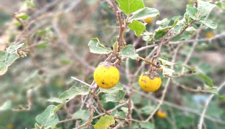 Yellow-Fruit-Nightshade-Powder_diexports Yellow-Fruit-Nightshade-Powder_diexports