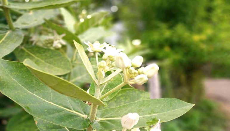 swallow-wort-Indian-Whitehead-Powder_diexports swallow-wort-Indian-Whitehead-Powder_diexports